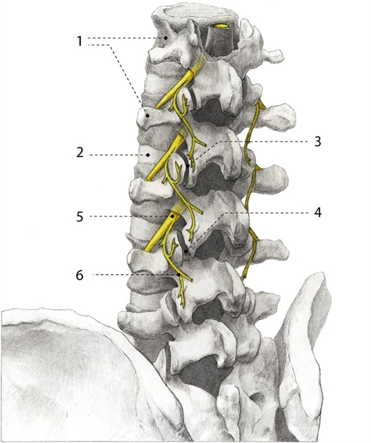 Spinal Disc and Nerve Roots